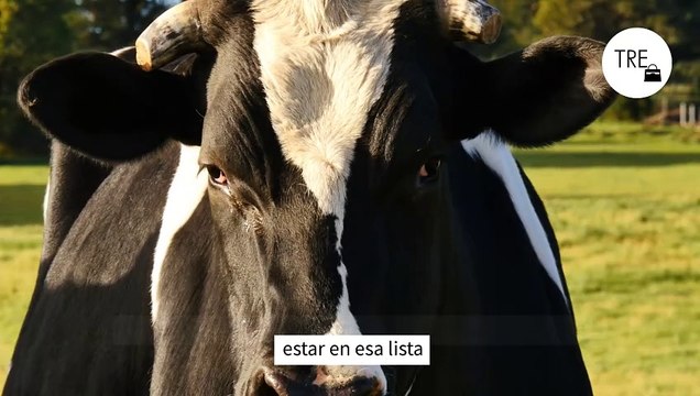 Deben o no tomar leche los humanos: te contamos si es tan inflamatoria como dicen