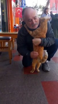 Bir amcanın boynuna evladı gibi sarılan kedi 😊 Susamış, su istemek için sarılmış. Açtım kana kana su içti yavrum.