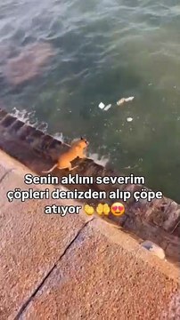 Kendini diğer canlılardan üstün gören insanoğlunun denize attığı çöpleri tek tek toplayıp çöp kutusuna atan köpek…