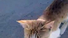 Cat saudia