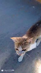 Saudi Cat: A Unique Feline Breed