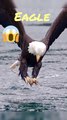 Eagle Hunts Fish from Sea