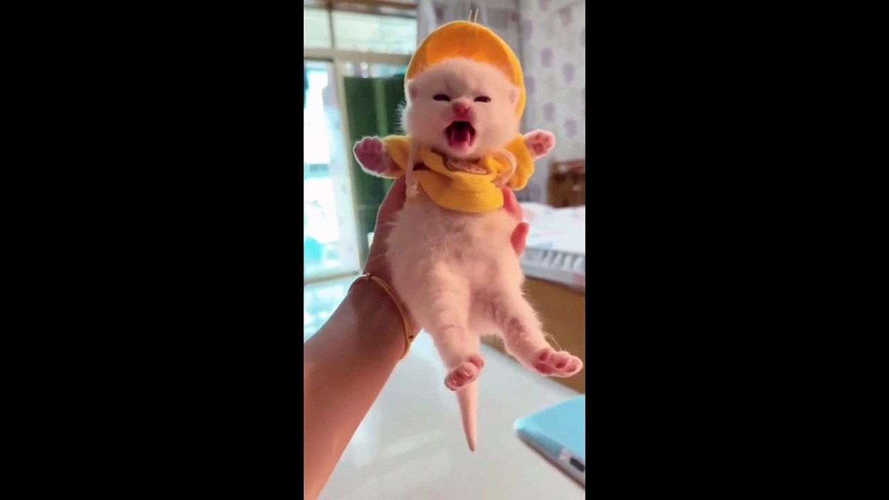 FUNNY CUTE CATS COMPILATION OF 2024 V12 TOP 100 FUNNY CATS CUTE AND FUNNY CATS  COMPILATION