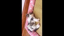 FUNNY CUTE CATS COMPILATION OF 2024 V13 TOP 100 FUNNY CATS CUTE AND FUNNY CATS  COMPILATION