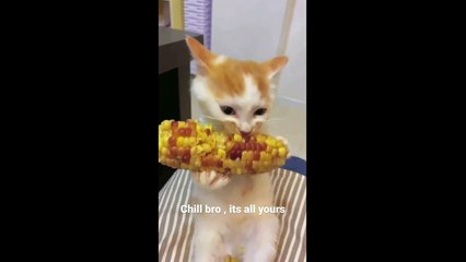 FUNNY CUTE CATS COMPILATION OF 2024 V2 TOP 100 FUNNY CATS CUTE AND FUNNY CATS  COMPILATION_3