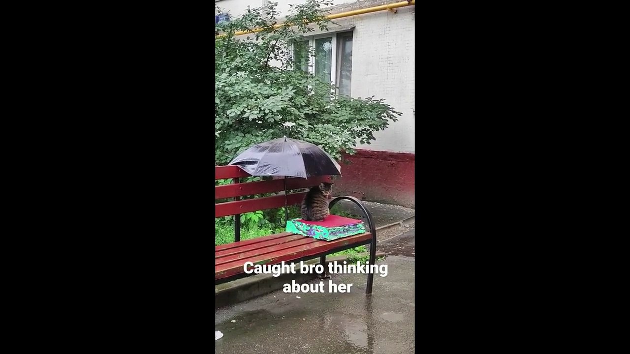 FUNNY CUTE CATS COMPILATION OF 2024 V14 TOP 100 FUNNY CATS CUTE AND FUNNY CATS  COMPILATION