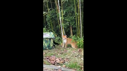 FUNNY CUTE CATS COMPILATION OF 2024 V8 TOP 100 FUNNY CATS CUTE AND FUNNY CATS  COMPILATION