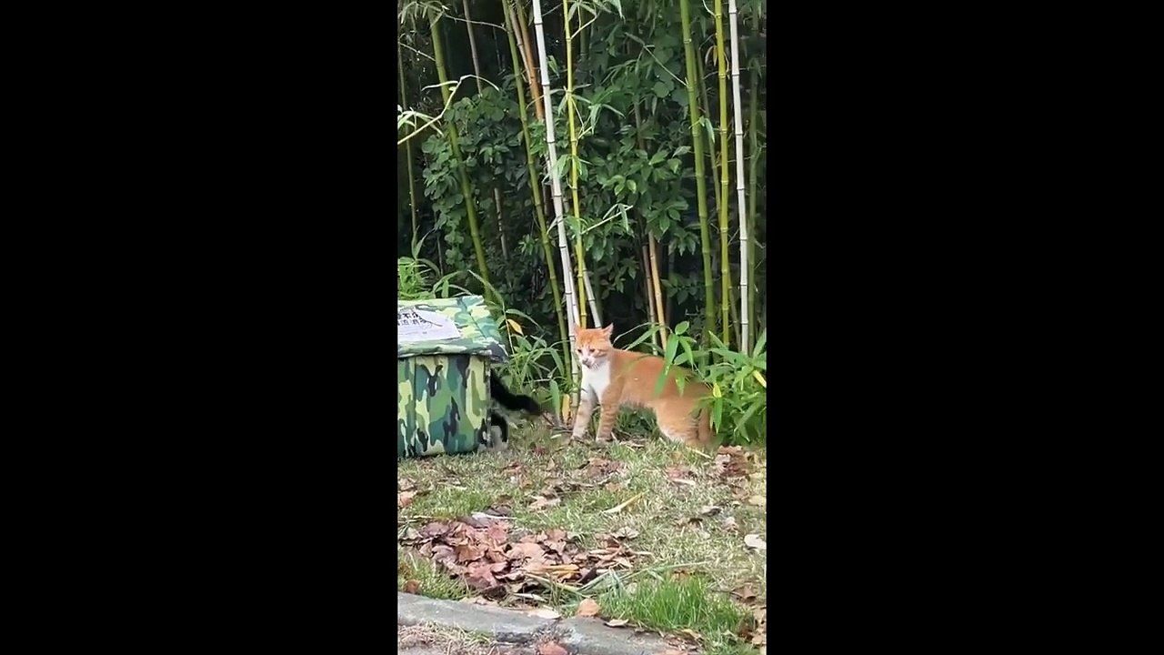 FUNNY CUTE CATS COMPILATION OF 2024 V8 TOP 100 FUNNY CATS CUTE AND FUNNY CATS  COMPILATION