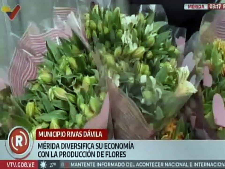 Mérida | Productores de flores del mcpio. Rivas Dávila trabajan para fortalecer la economía del país