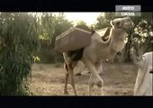 مسلسل قمر بني هاشم الحلقة 14