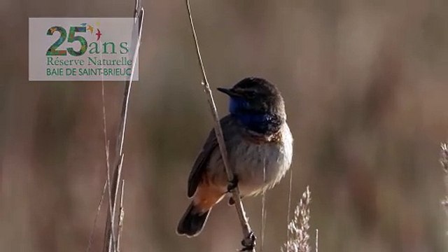 Réserve Naturelle et Nationale Baie de Saint Brieuc . Côtes d'Armor