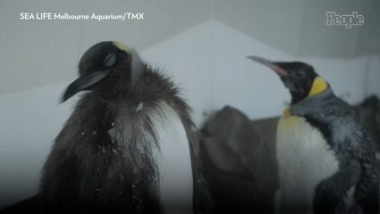Pesto Is Growing Up! The Viral Baby Penguin Is Shedding the Fluffy Feathers That Made Him Famous