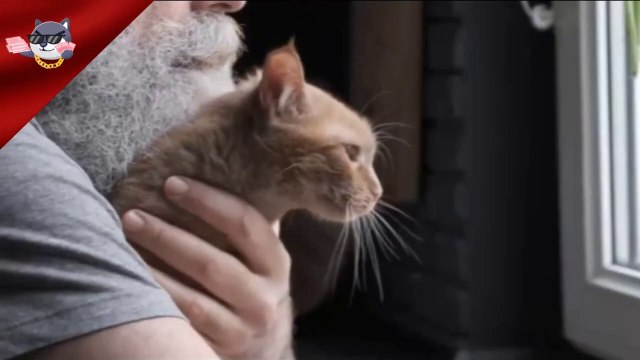 Il gatto che ha chiamato i soccorsi dopo che il padrone aveva avuto un attacco di cuore
