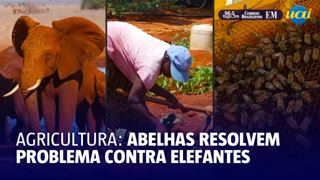 Abelhas ajudam a resolver conflito entre elefantes e agricultores no Quênia