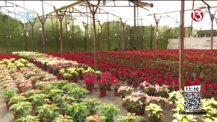 Pase en vivo - ¿Cómo escoger las pastoras?