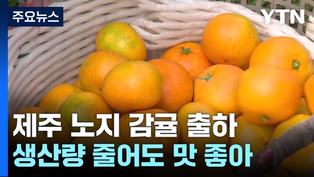폭염 견딘 제주 감귤...생산량 줄어도 맛은 좋아! / YTN