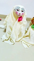 Beautiful cats 😻"The Glamour Puss"