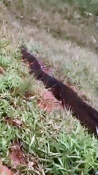 Moradores registram imagens impressionantes de sucuri em Goiás