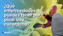 ¿Qué enfermedades puedes tener por pisar una cucaracha?