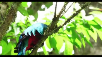 BEAUTIFUL BIRDS SONG2 (FINISH)