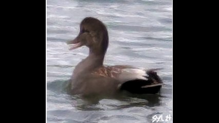 Piano & harpsichord duo in a rainy day.