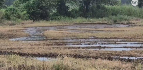 Crecida del río Chico devasta cultivos en Natá