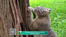 Os benefícios de conviver com gatos, segundo a ciência