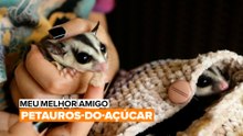 Meu Melhor Amigo: Petauros-do-açúcar