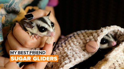 My best friend: Sugar gliders make excellent support systems
