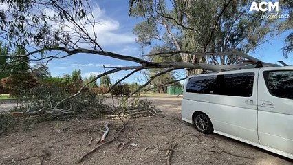Tree branch falls on car on the banks of Wodonga Creek.