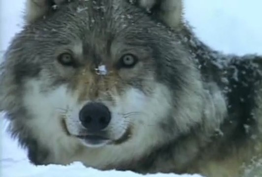 👉 Entre Lobos – Os Segredos da Vida dos Lobos e Como Vivem em Alcateia | Documentário Completo sobre a Natureza Selvagem