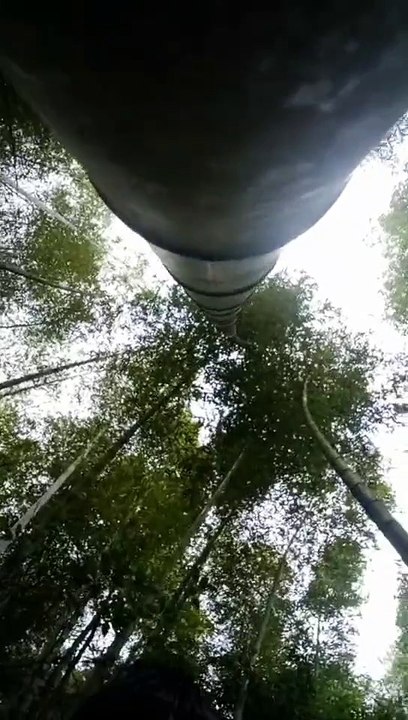 Looking at bamboo from a different perspective。How big is bamboo?  モウズク خَيْرُزان  bamboe  대나무  cây tre   बांस   ต้นไผ่  μπαμπού  бамбук  بمبوس Can you guess how big this bamboo is? You know what?
