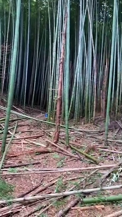 s the bamboo forest beautiful when viewed from the front in the distance?