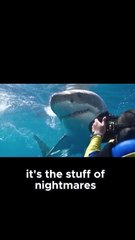 The Great White Shark: Apex Predator