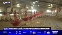 Grippe aviaire: cet éleveur refuse de confiner ses 9000 canards