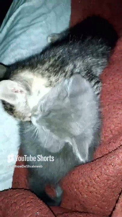 el gato pernanca acostado con los gatitos #shorts #amor #amistad #animal #mascota #felino #pet