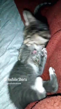 Los gatitos de la gata bombay jugando bien agusto #shorts #animales #mascotas #felino #fauna #pet