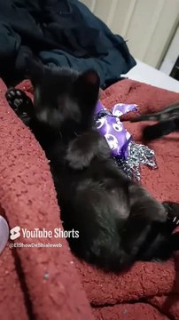 los gatitos de la gata bombay jugando con los amigos peludos #shorts #animales #mascotas #felino