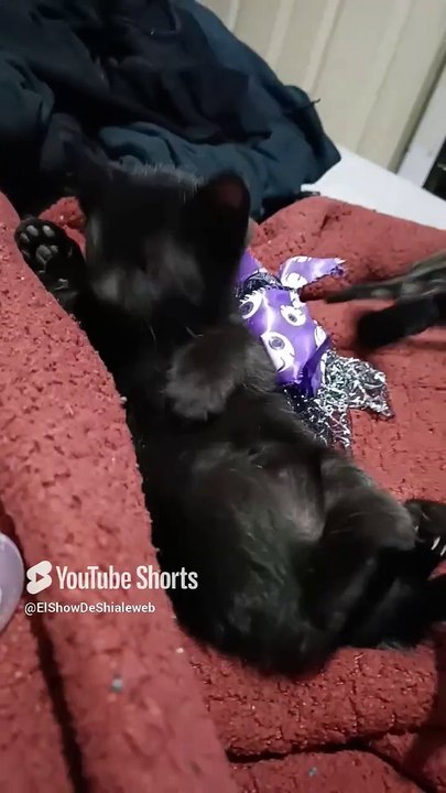 los gatitos de la gata bombay jugando con los amigos peludos #shorts #animales #mascotas #felino