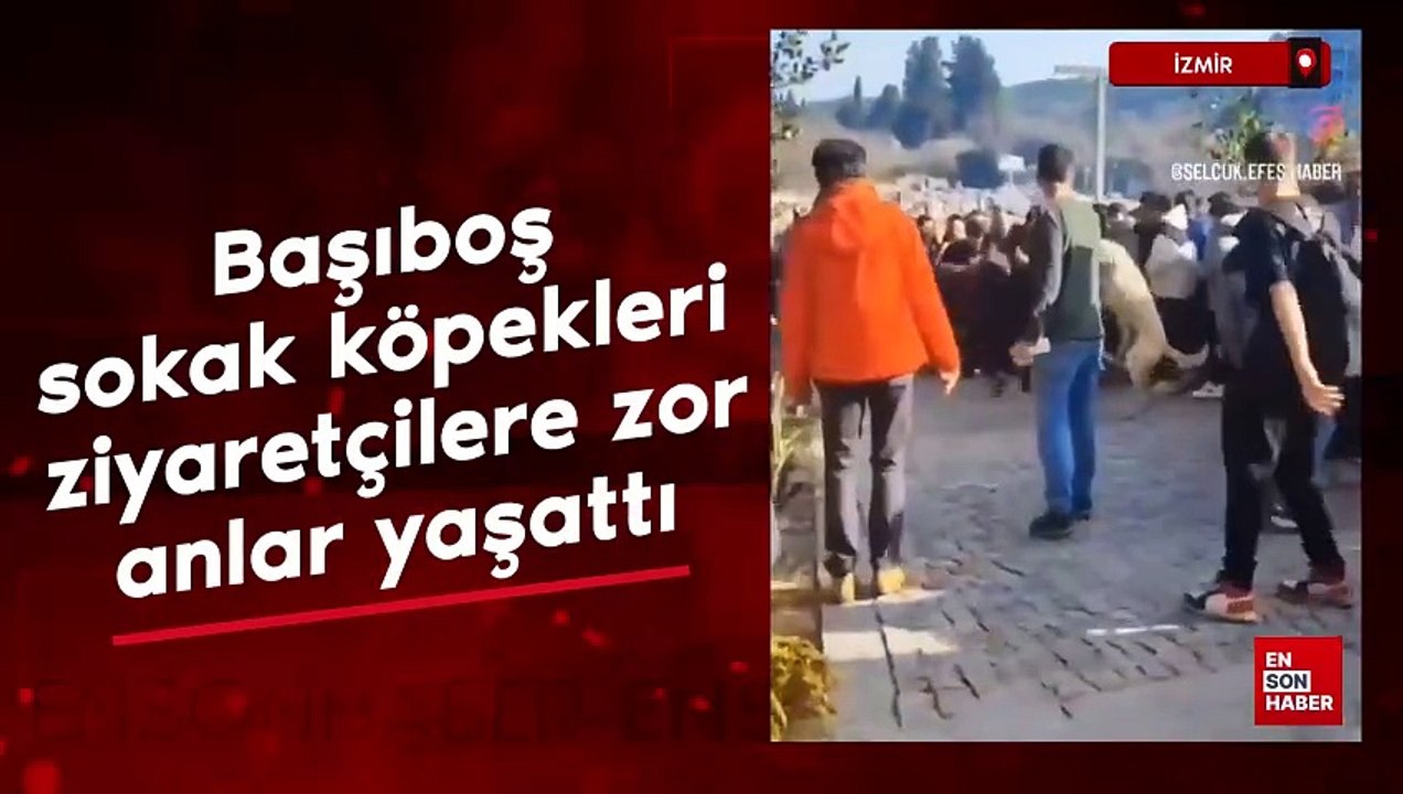 Efes Antik Kenti'ndeki başıboş sokak köpekleri nedeniyle ziyaretçiler zor anlar yaşadı