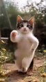 🐱Cat dancing💕  _cat _sweety    sweety _pets _kittens _cute _cutekittten  _cutecat(360P)