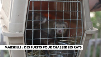Marseille : des furets pour chasser les rats