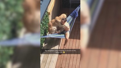 Este Golden Retriever ve a su dueño tan plácidamente en la hamaca y le pide subir con él