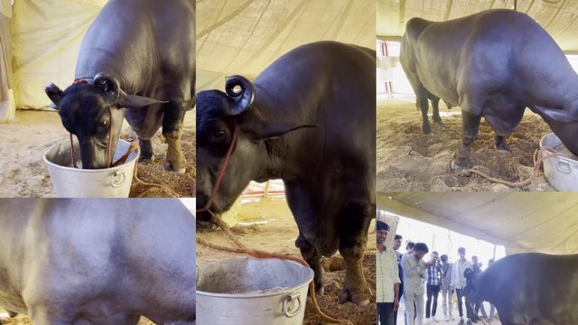 Pushkar Mela 2024: मिलिए भैंसा अनमोल से, दिन में दो बार चाहिए स्मूद मसाज और स्नान, 1500 के ड्राई फ्रूट्स खाता है रोज दिन