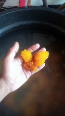 Umpan Galatama Lele Media Telur Sapu Sapu