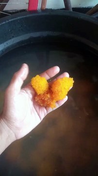 Umpan Galatama Lele Media Telur Sapu Sapu