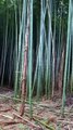 Take you to see the beauty of bamboo from different perspectives. Beautiful bamboo forest scenery material.