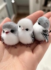 Check Out These Adorable Fluffy Birds!