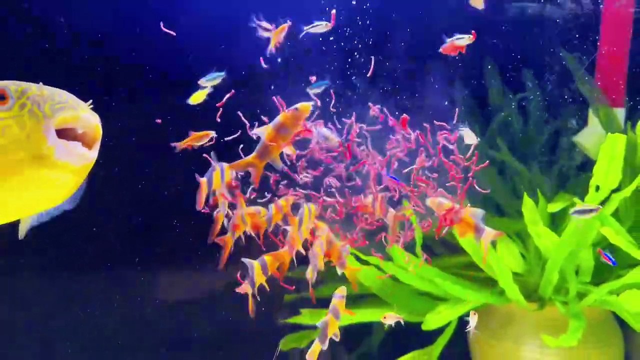 Close Call with a Bite! Fishkeeping Diaries