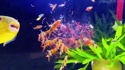 Close Call with a Bite! Fishkeeping Diaries